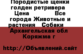 Породистые щенки голден ретривера › Цена ­ 25 000 - Все города Животные и растения » Собаки   . Архангельская обл.,Коряжма г.